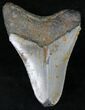 Bargain Megalodon Tooth - North Carolina #21694-1